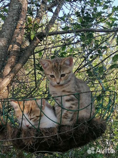 Кошки в дар бесплатно