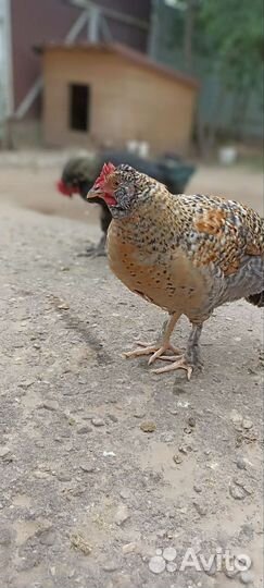 Петух