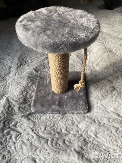 Когтеточка