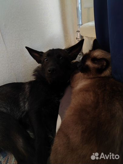 Отдам в добрые руки