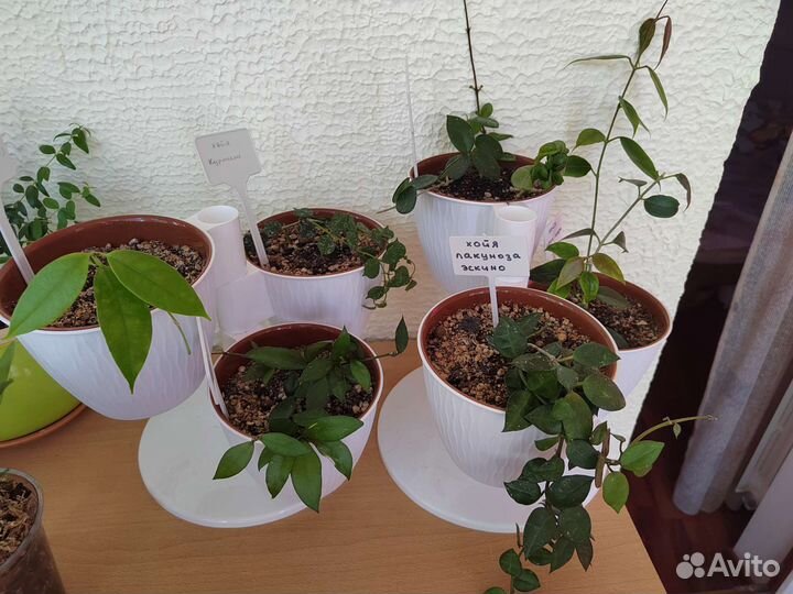 Растения продажа/обмен