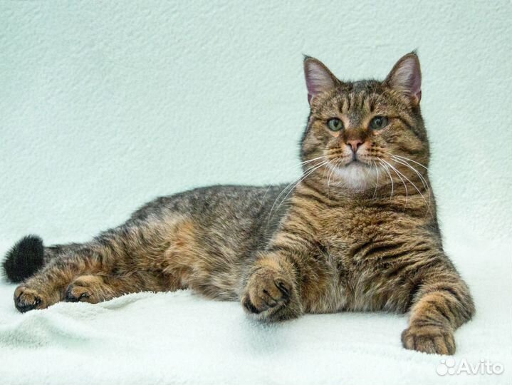 Шикарный котяра Ярослав