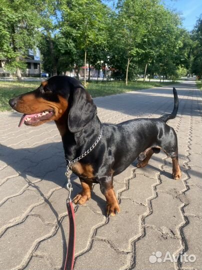Вязка кобель такса