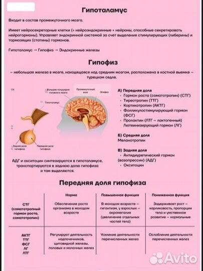 Репетитор по биологии ОГЭ онлайн