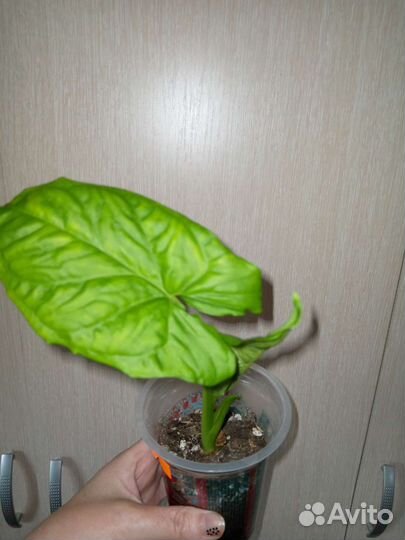 Сингониум Австралия