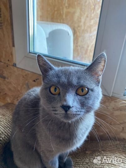 Породистая серая кошка в дар бесплатно ищет дом