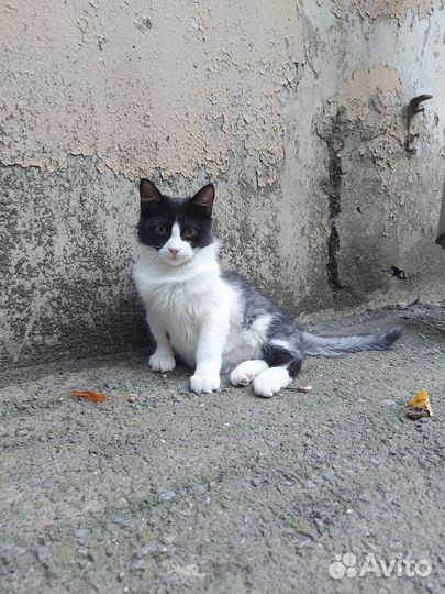 Кошка в дар бесплатно