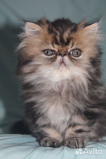Персидские котята