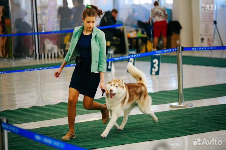 Услуги хендлера (демонстрация собак на выставках)