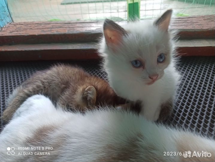 Отдам 2 котят