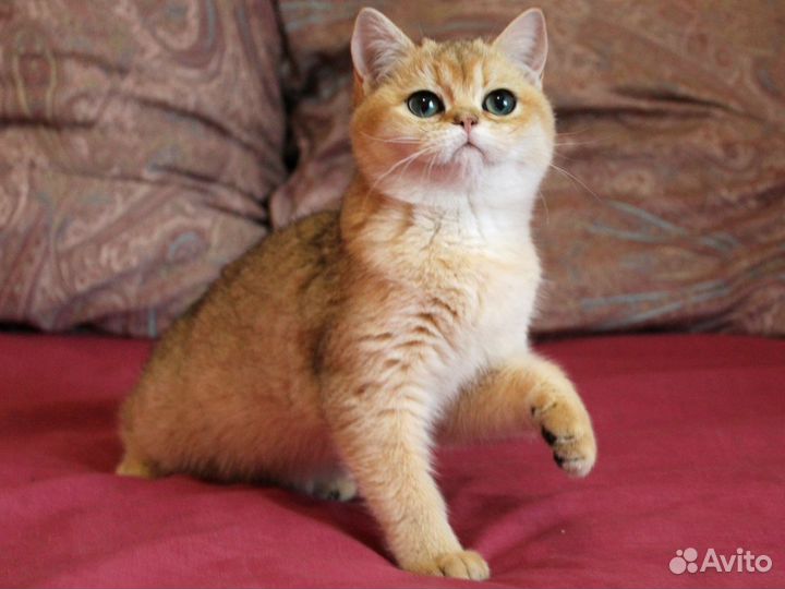 Британская золотая шиншилла