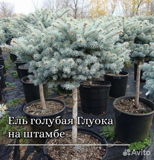 Ель голубая Глуока Picea Glauca на штамбе