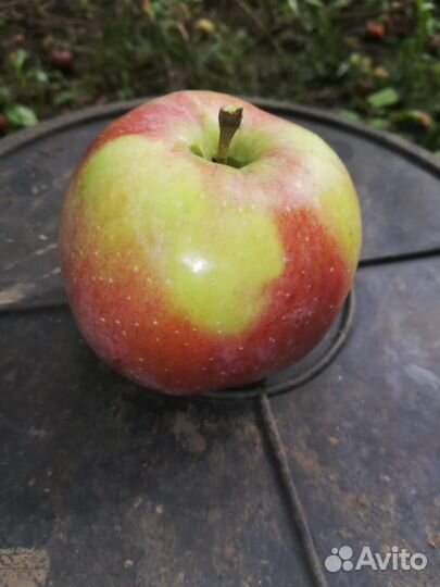 Яблоки