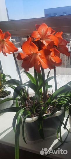 Гиппиаструм и др. Комнатные и офисные