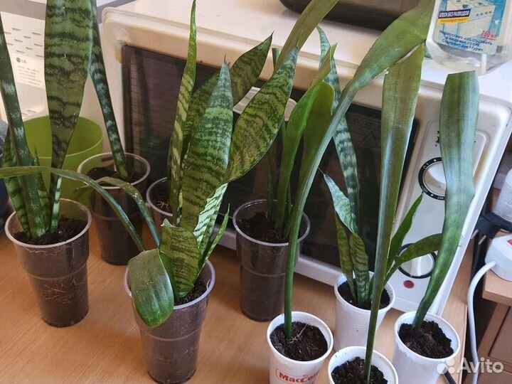 Сансевиерия