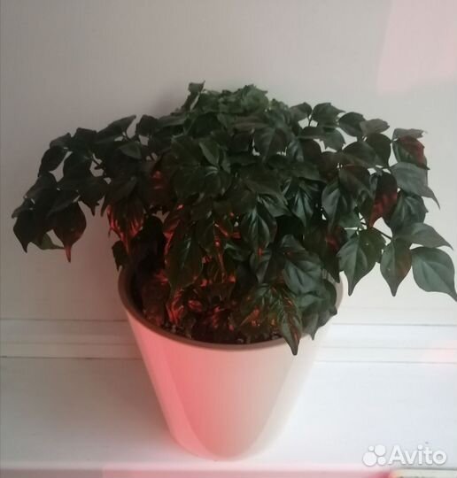 Цветок радермахера