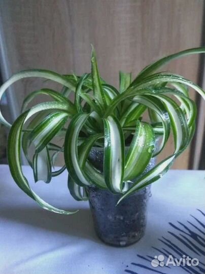 Комнатные растения бесплатно