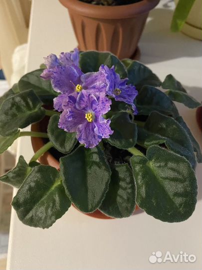 Сортовые фиалки