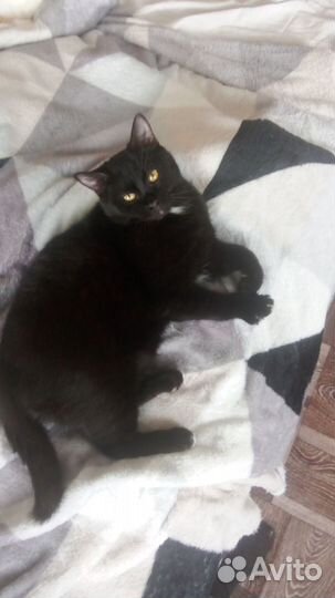 Котик в дар