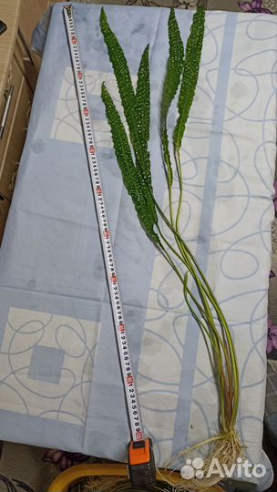 Аквариумные растения. Без со2