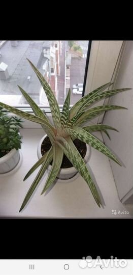 Крассулы/Алоэ/Суккуленты