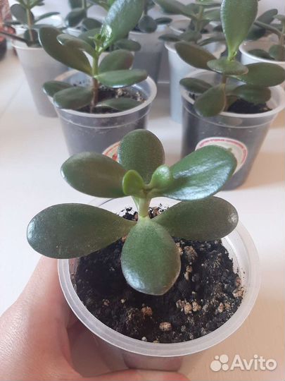 Денежное дерево (толстянка, крассула)