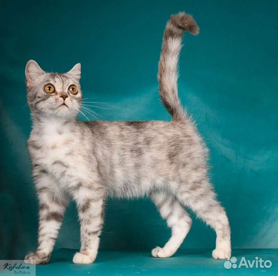 Шотландцы подростки