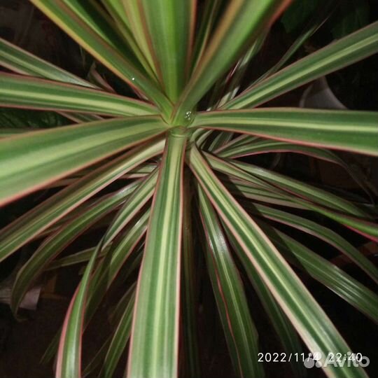 Драцена Триколор