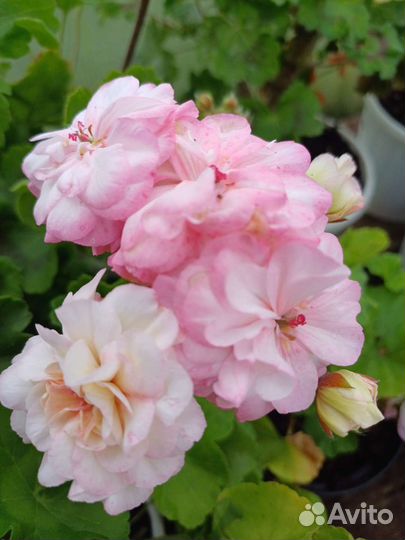 Сортовые пеларгонии