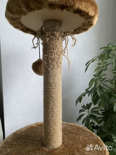 Когтеточка