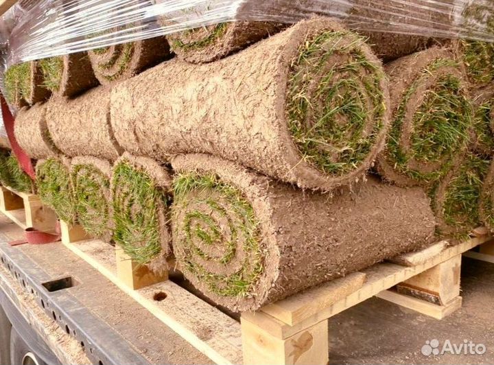 Рулонный газон