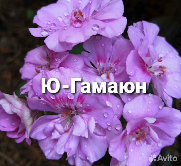 Сортовые пеларгонии герань