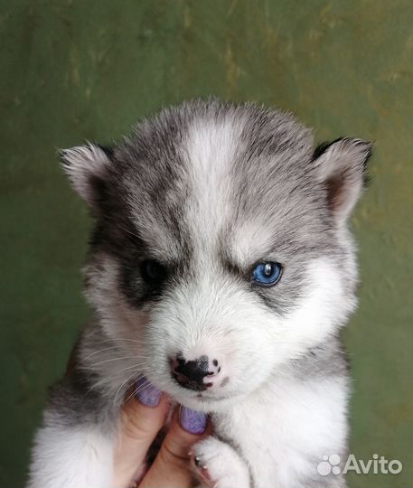 Щенки хаски