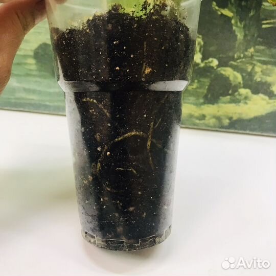 Спатифиллум