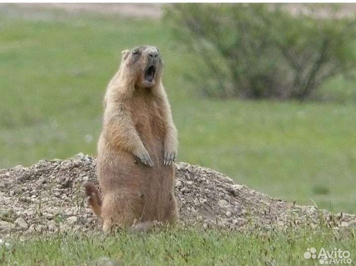 Жир сурка (байбака)