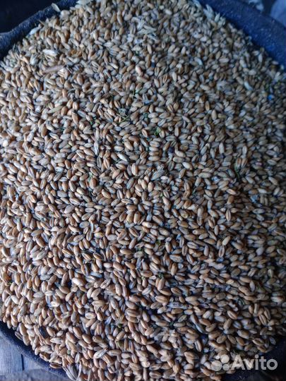 Зерно пшеница