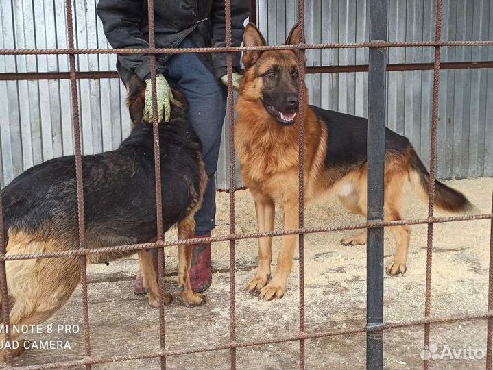 Щенки немецкой овчарки