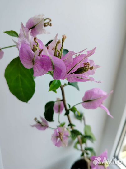 Бугенвиллия