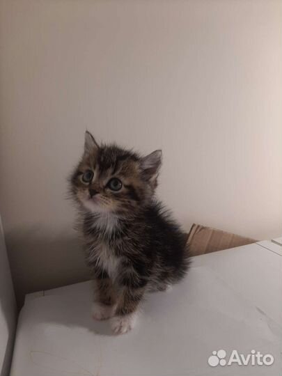 Маленькое чудо в дар