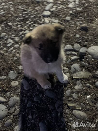 Щенята Лайки