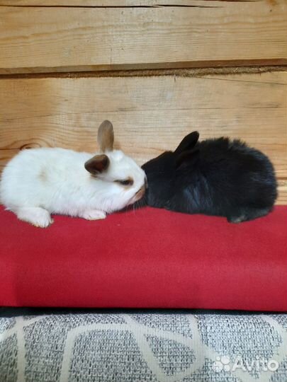 Кролики мясных пород