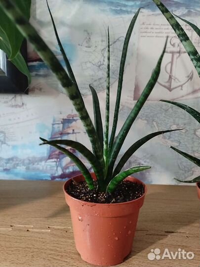 Сансевиерия фернвуд панк