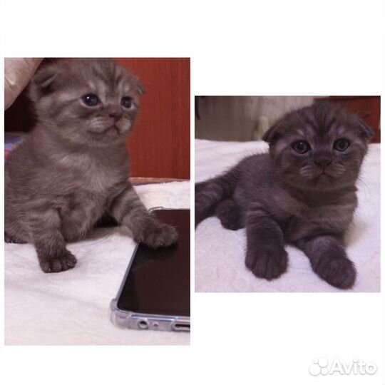 Вислоухие котята