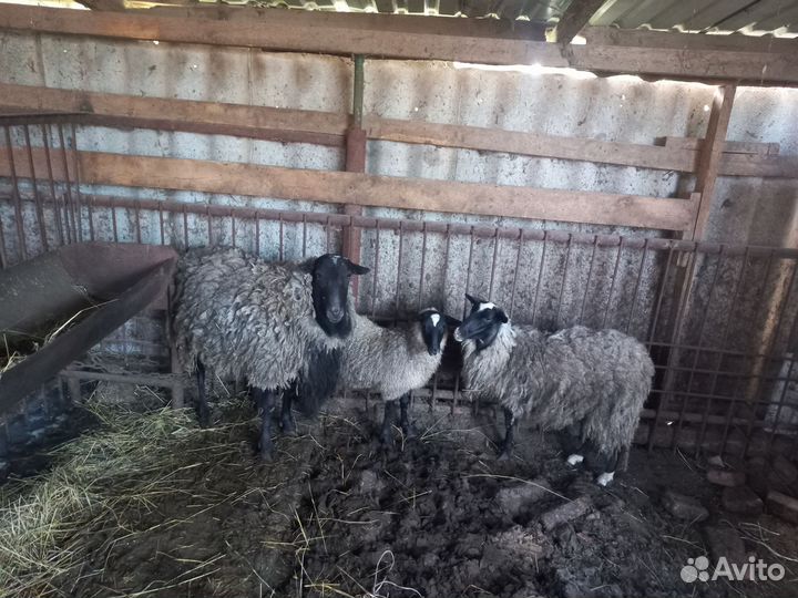 Быки,Коровы,Свиньи,Бараны Заготовитель