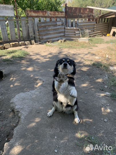 Хаски бесплатно