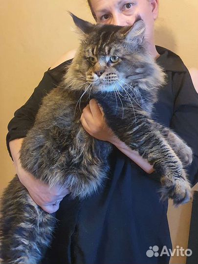 Котята мейн-кун