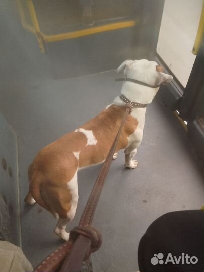 Питбультерьер