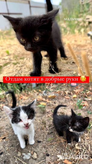 Котята в добрые руки