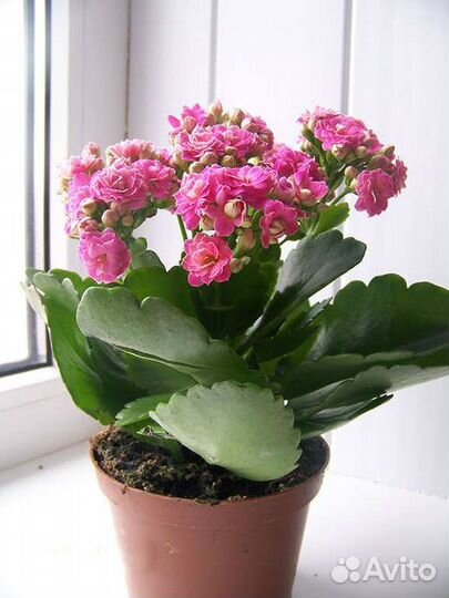 Бальзамин,коланхое,кактусы, пеларгония