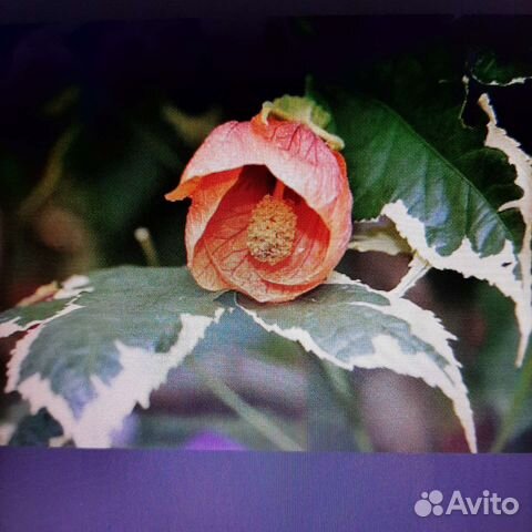 Абутилон variegata souvenir DE bonn